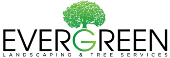 Evergreen Trees, Exeter