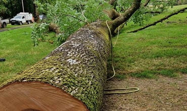 tree felling exmoor