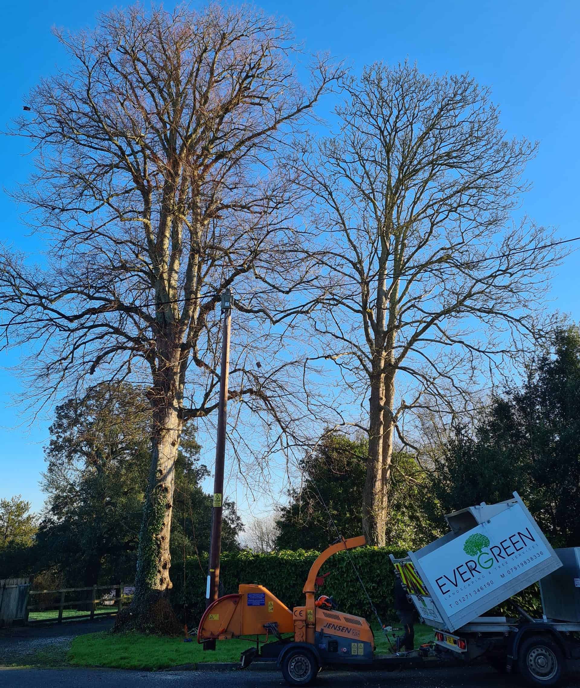 tree pruning exeter