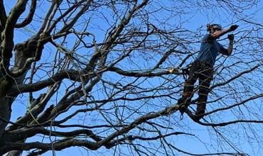 Tree Reduction Exeter