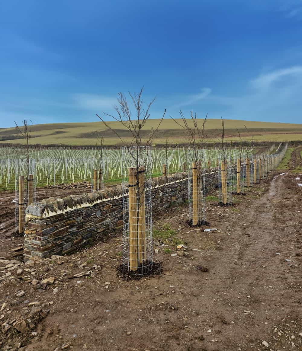 commercial-tree-planting-devon commerical hedge and tree planting exeter